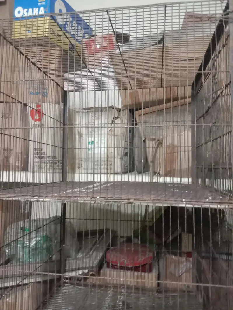 bird cage for sale — photo 2