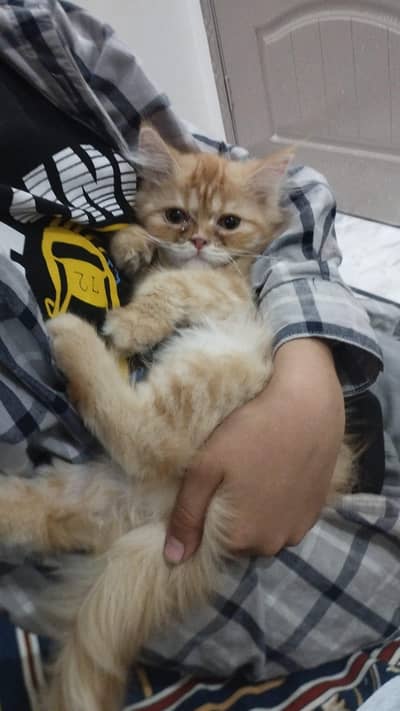 semi punch triple cote fluffy purcian cat urgent sale  Ph 03316665947