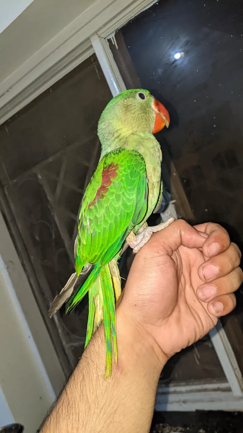 Kashmir raw male