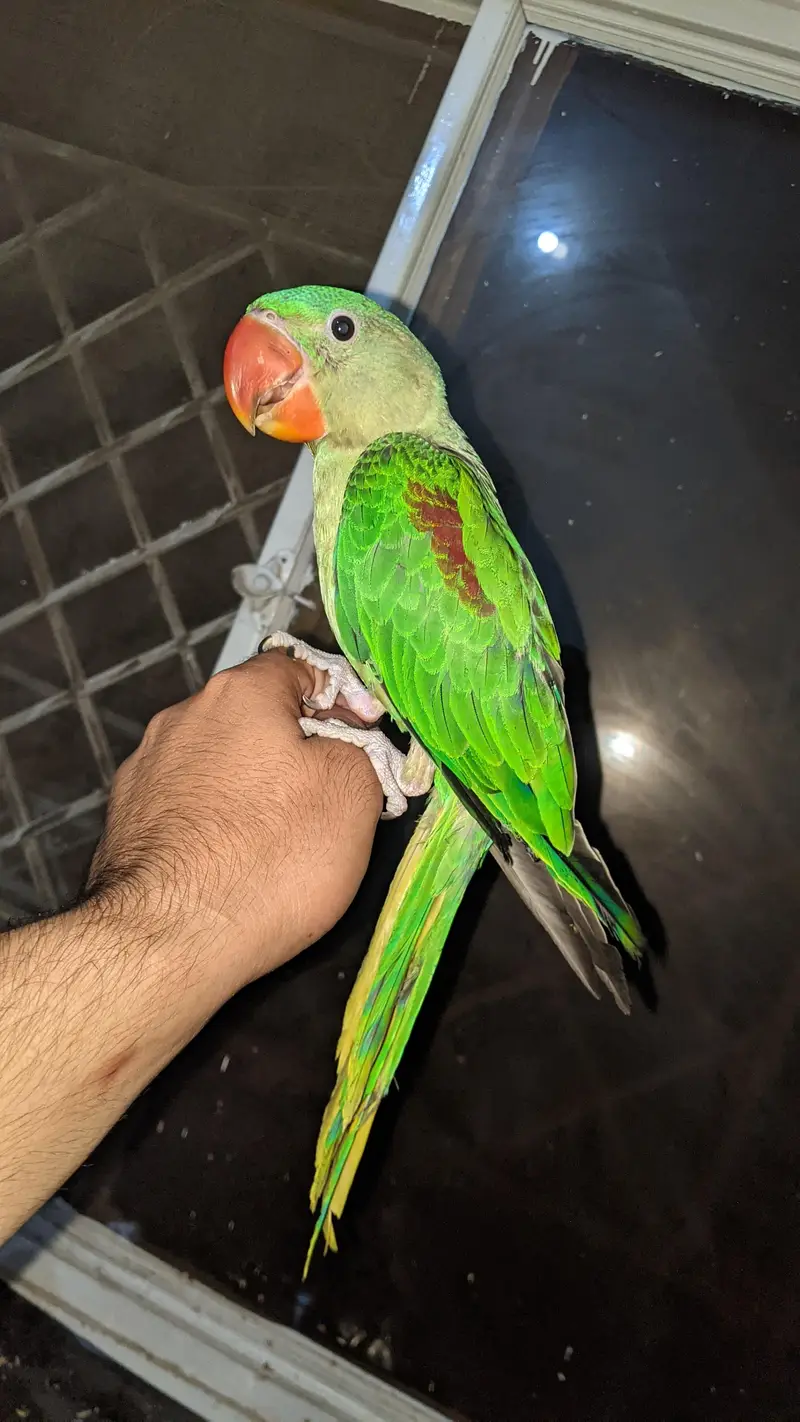 Kashmir raw male — photo 2
