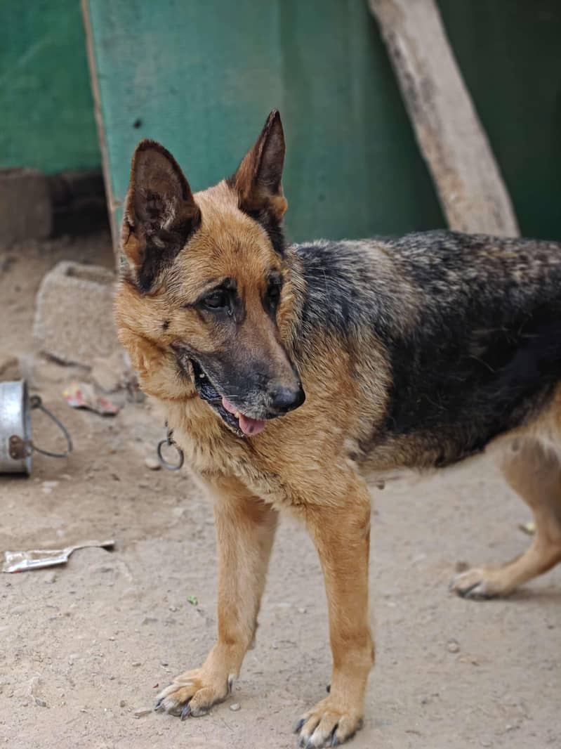 German shepherd 0