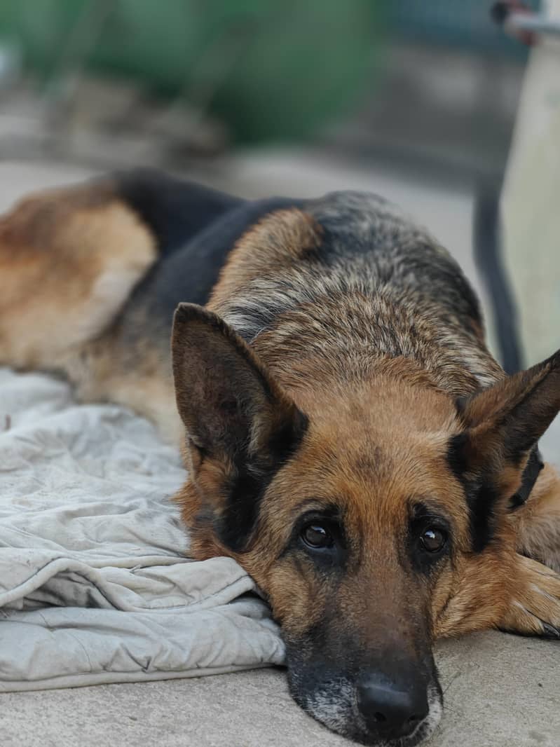 German shepherd 1
