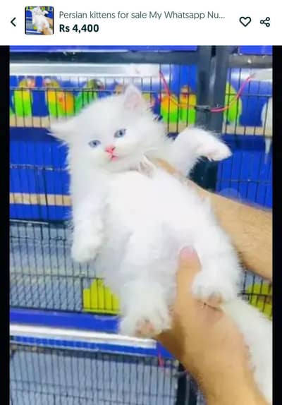 Persian kittens for sale My Whatsapp Number 0331*3511*618