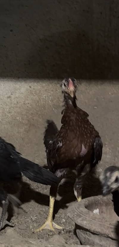 Banet Pakoye 3 chicks
