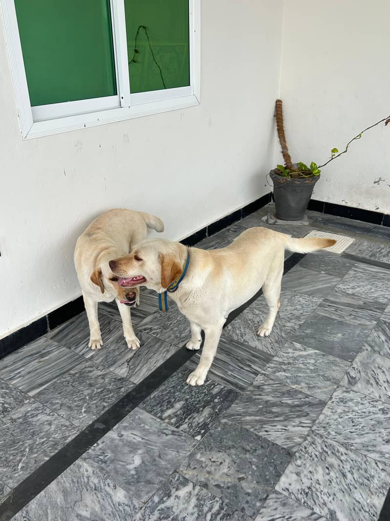lebraDog 1