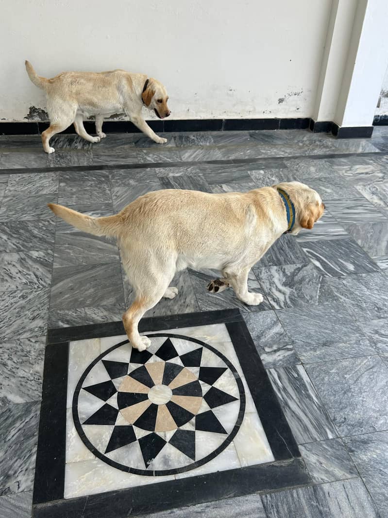 lebraDog 2