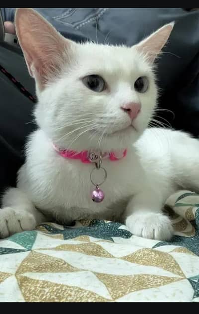 Persian cat