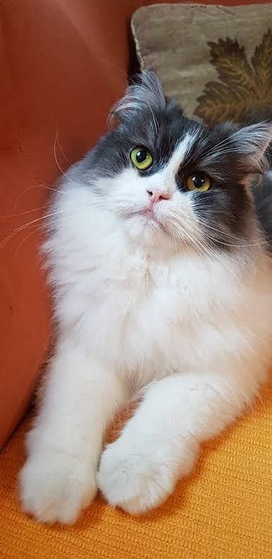 Persian cat