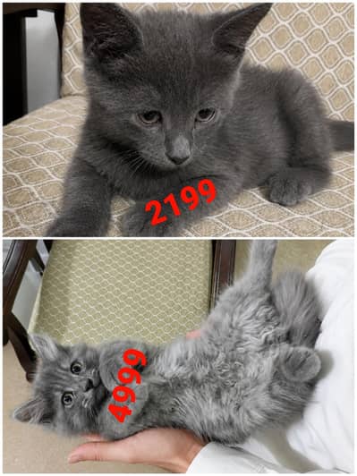 Gray Persian kittens