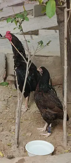 lasani chick  3 month for sale