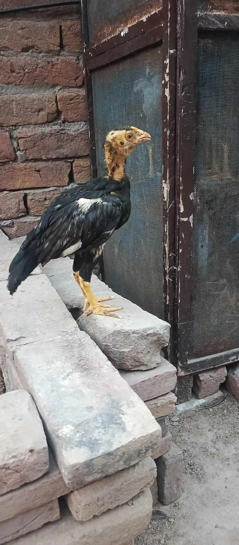 lasani chick  3 month for sale — photo 3