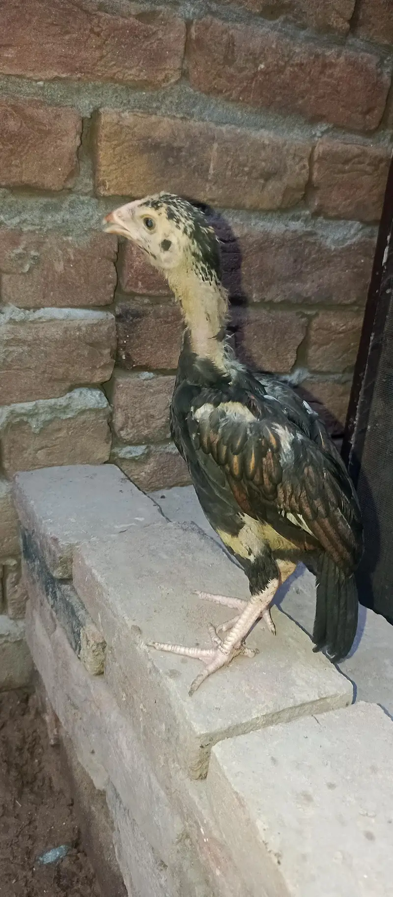 lasani chick  3 month for sale — photo 4