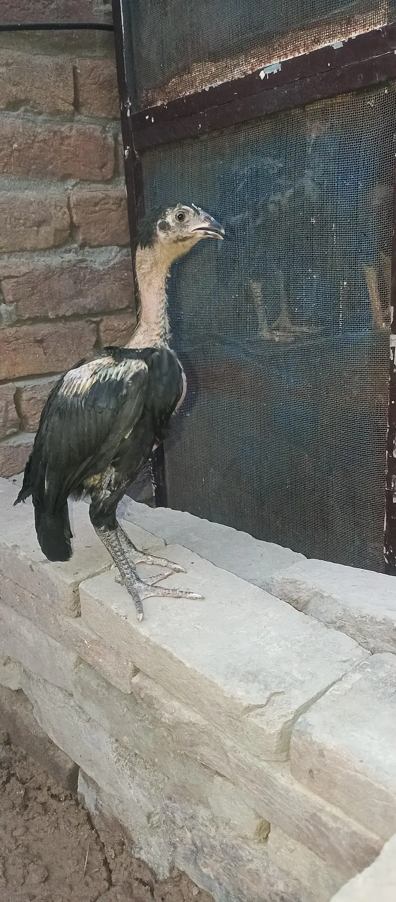 lasani chick  3 month for sale — photo 5