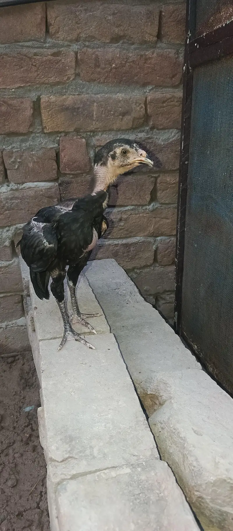 lasani chick  3 month for sale — photo 6