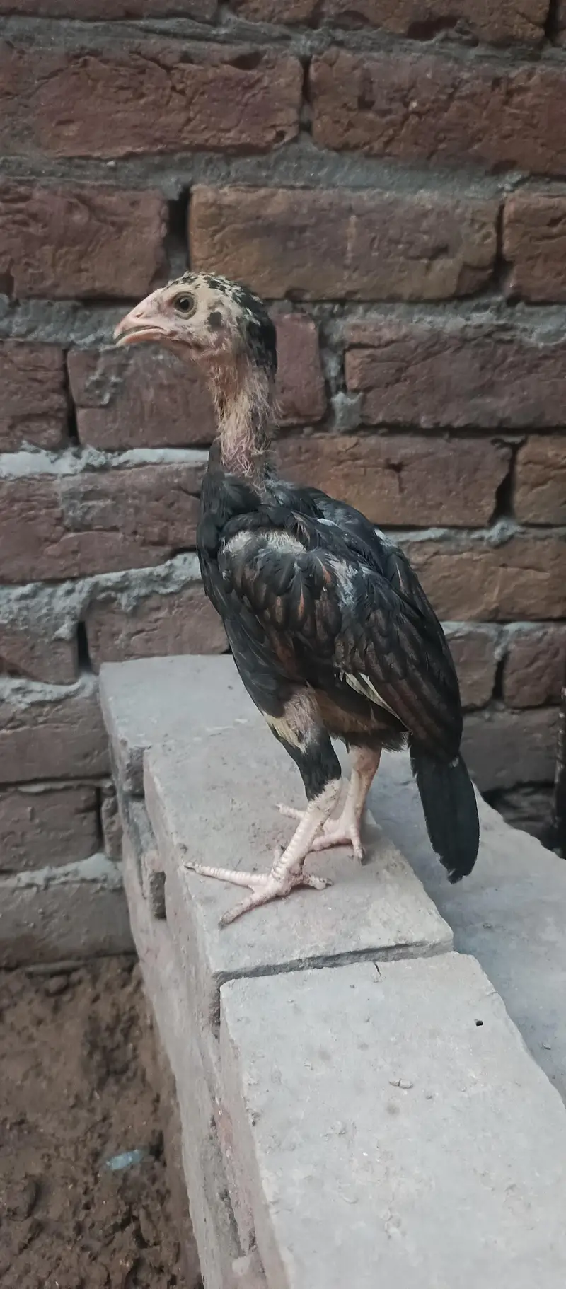 lasani chick  3 month for sale — photo 7