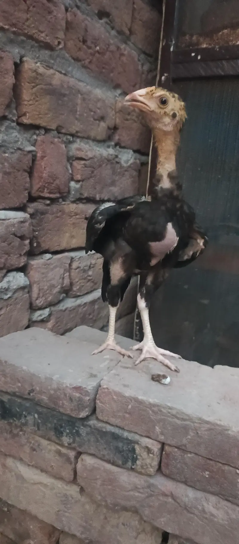 lasani chick  3 month for sale — photo 8