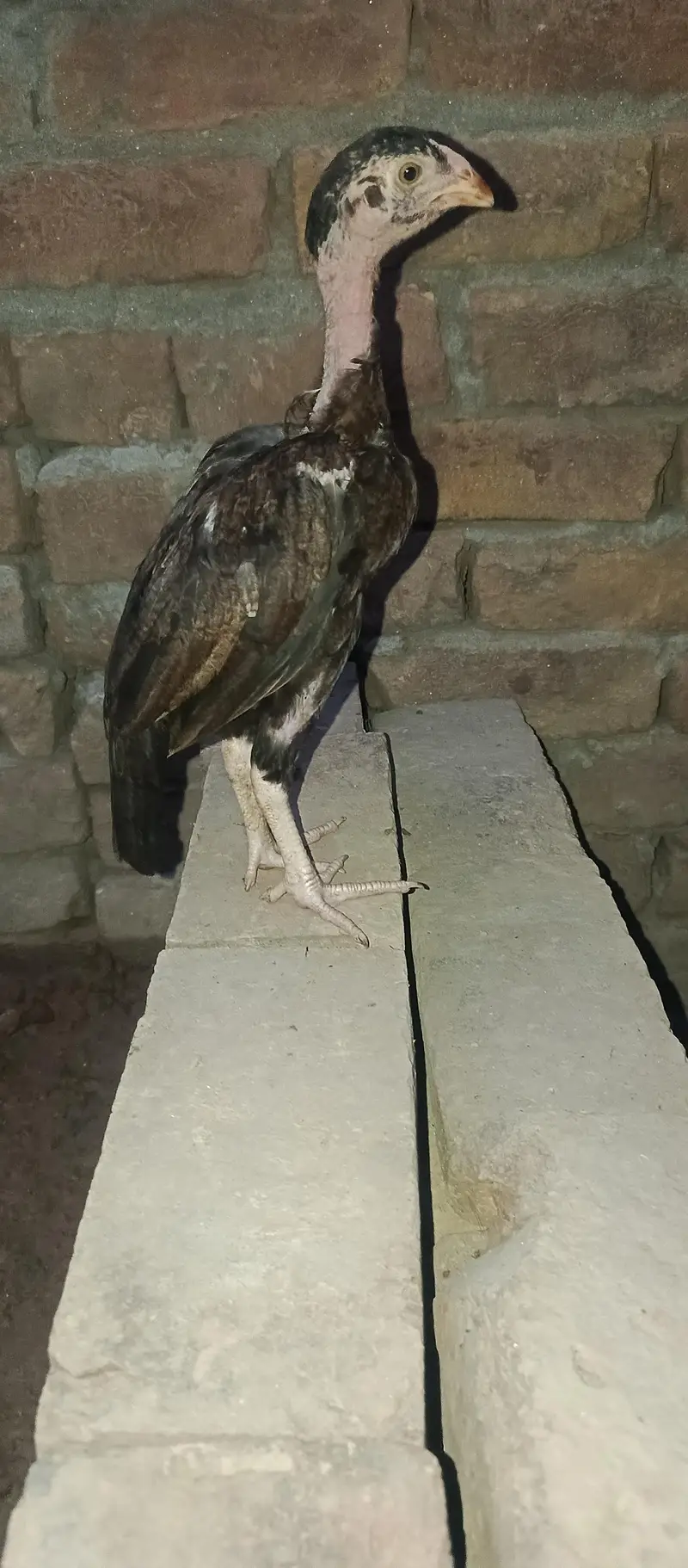 lasani chick  3 month for sale — photo 9