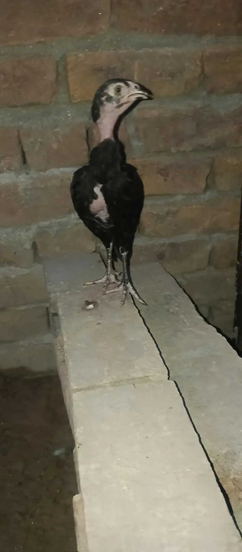 lasani chick  3 month for sale — photo 10