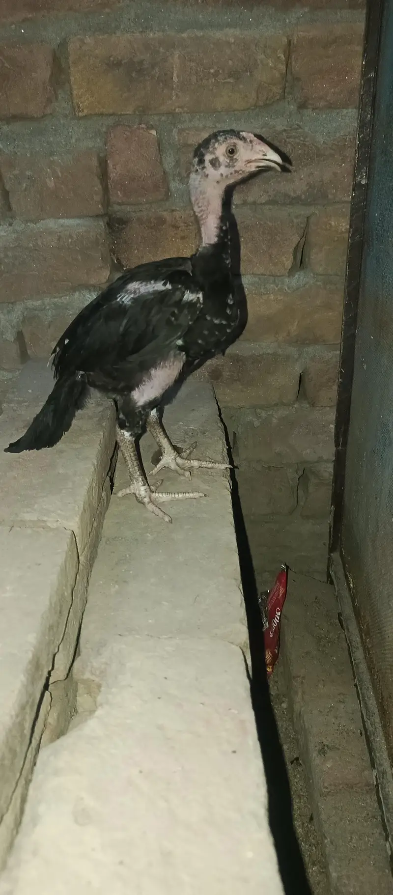 lasani chick  3 month for sale — photo 11