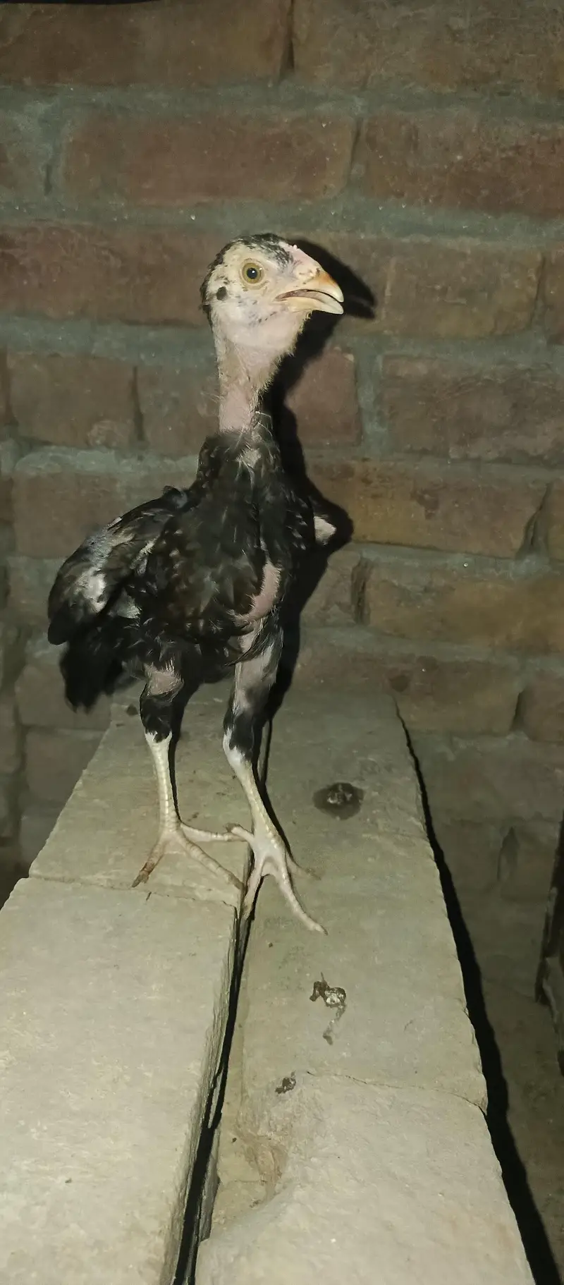 lasani chick  3 month for sale — photo 12