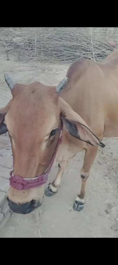 sahiwal jersey cow