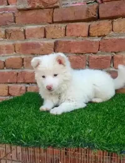 Russian pipe dog
