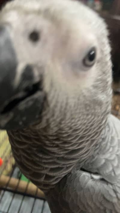 African Grey Parrot for sale