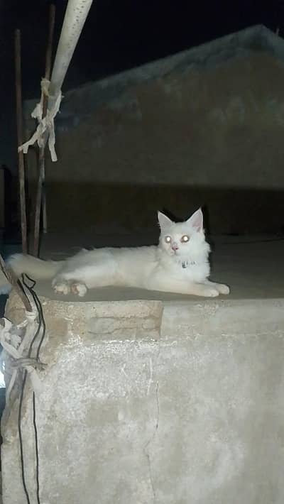 Persian cat