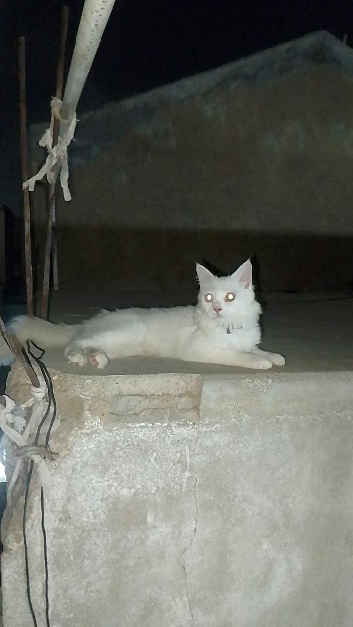 Persian cat 0