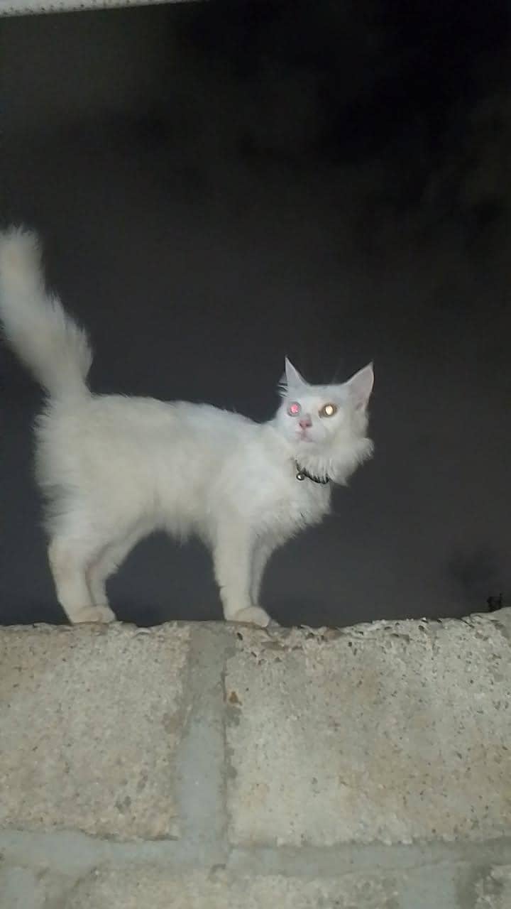 Persian cat 1