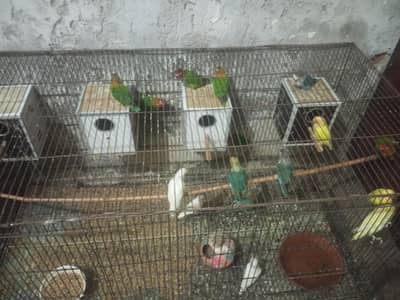 all birds sell number 03216569491
