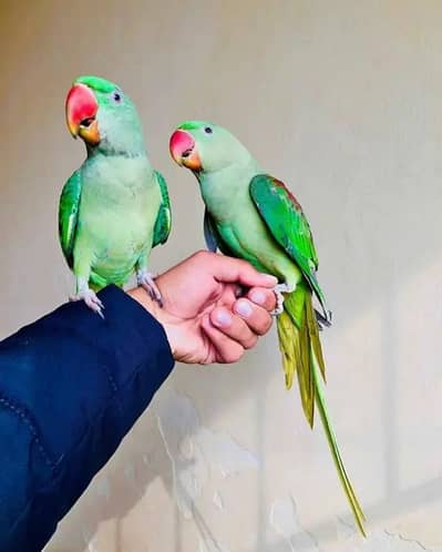Kashmir Raw Paroot 8month age My WhatsApp Number 03296428873 for sale