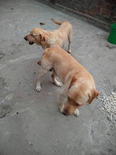 Male female dog pair for sale