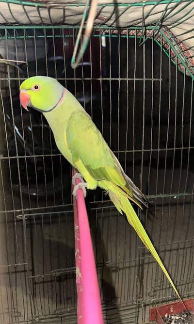 Taking Parrot