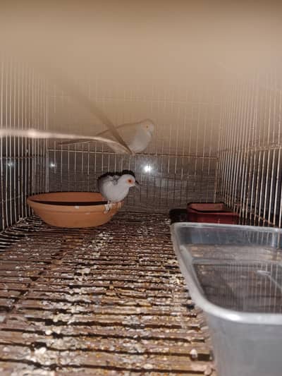 diamond dove