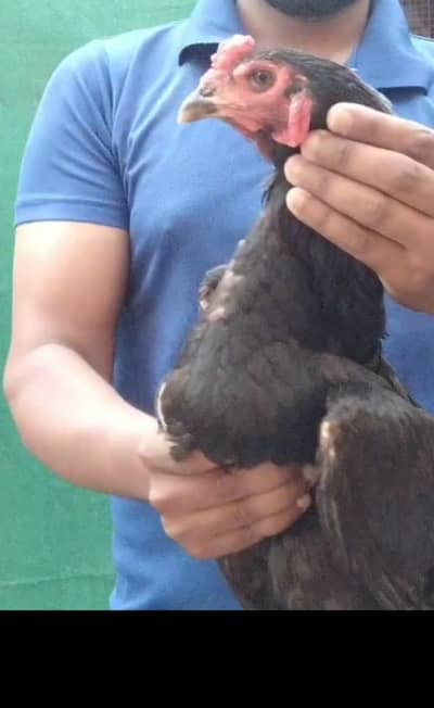 trad pakoya Plus thai cross male available