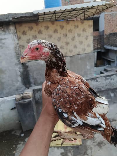 Pure aseel breader murghi plus 4 pure chick age 2 mahine. Full set sal