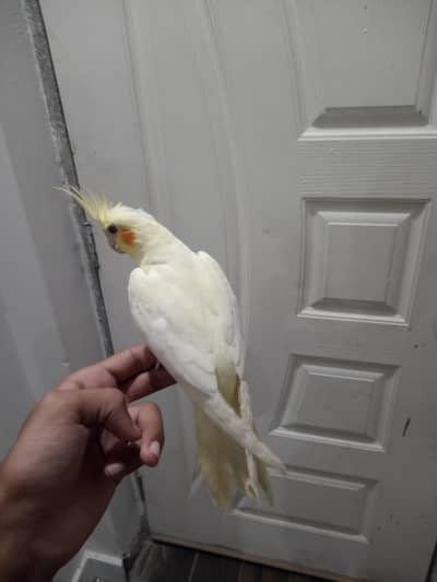 friendly hand tame and healthy cocktails 100% breader pair for sale