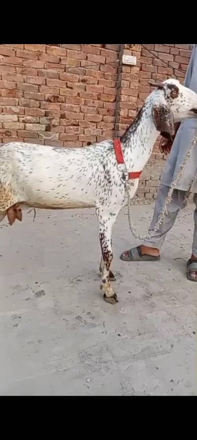 makkhi chini Patha