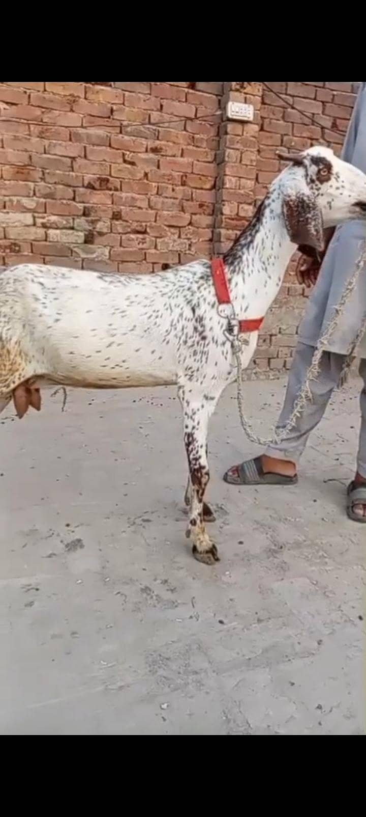 makkhi chini Patha 0