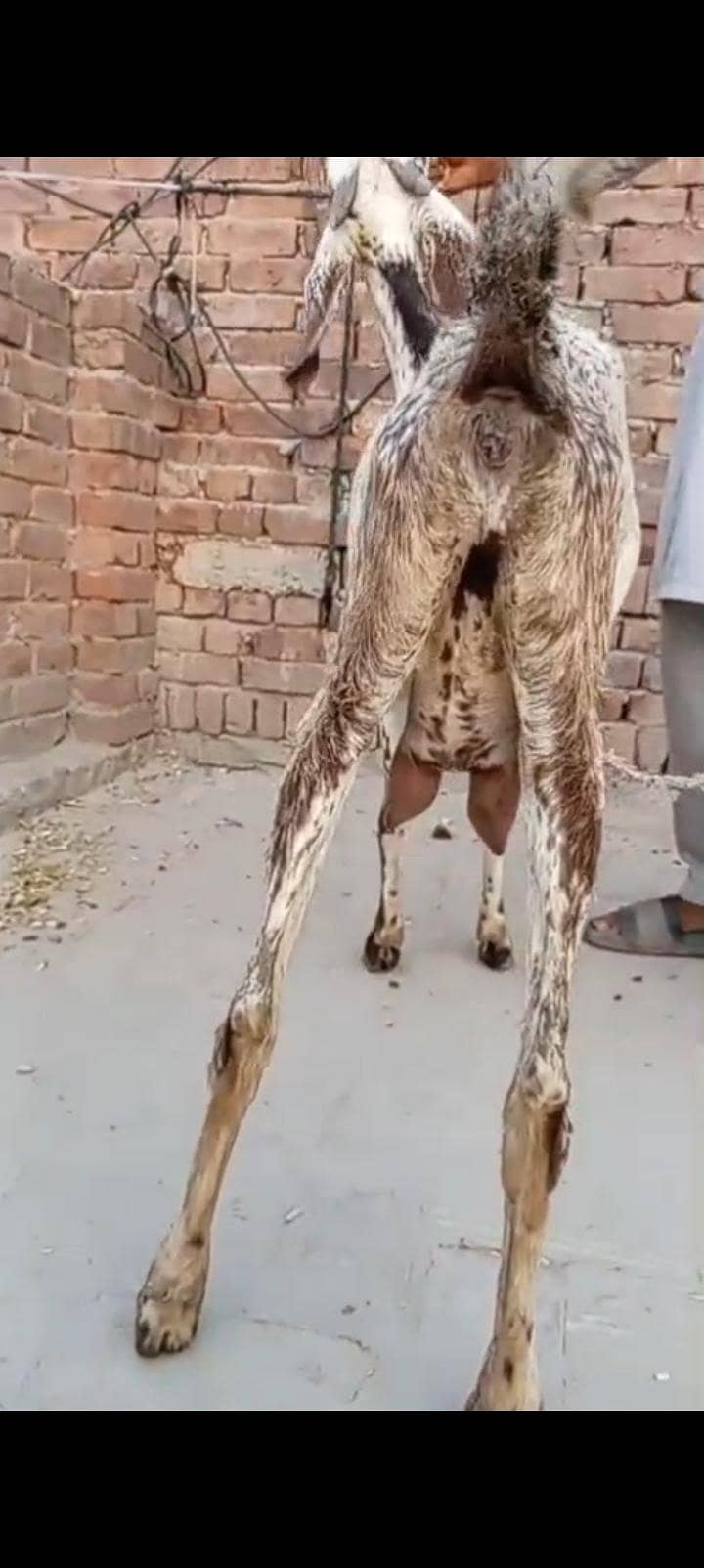makkhi chini Patha 1