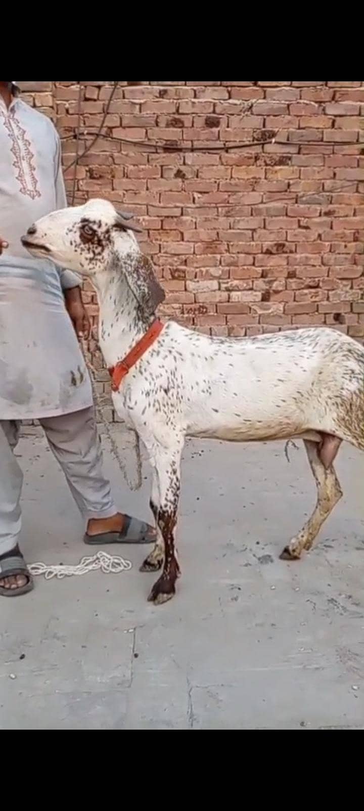 makkhi chini Patha 2