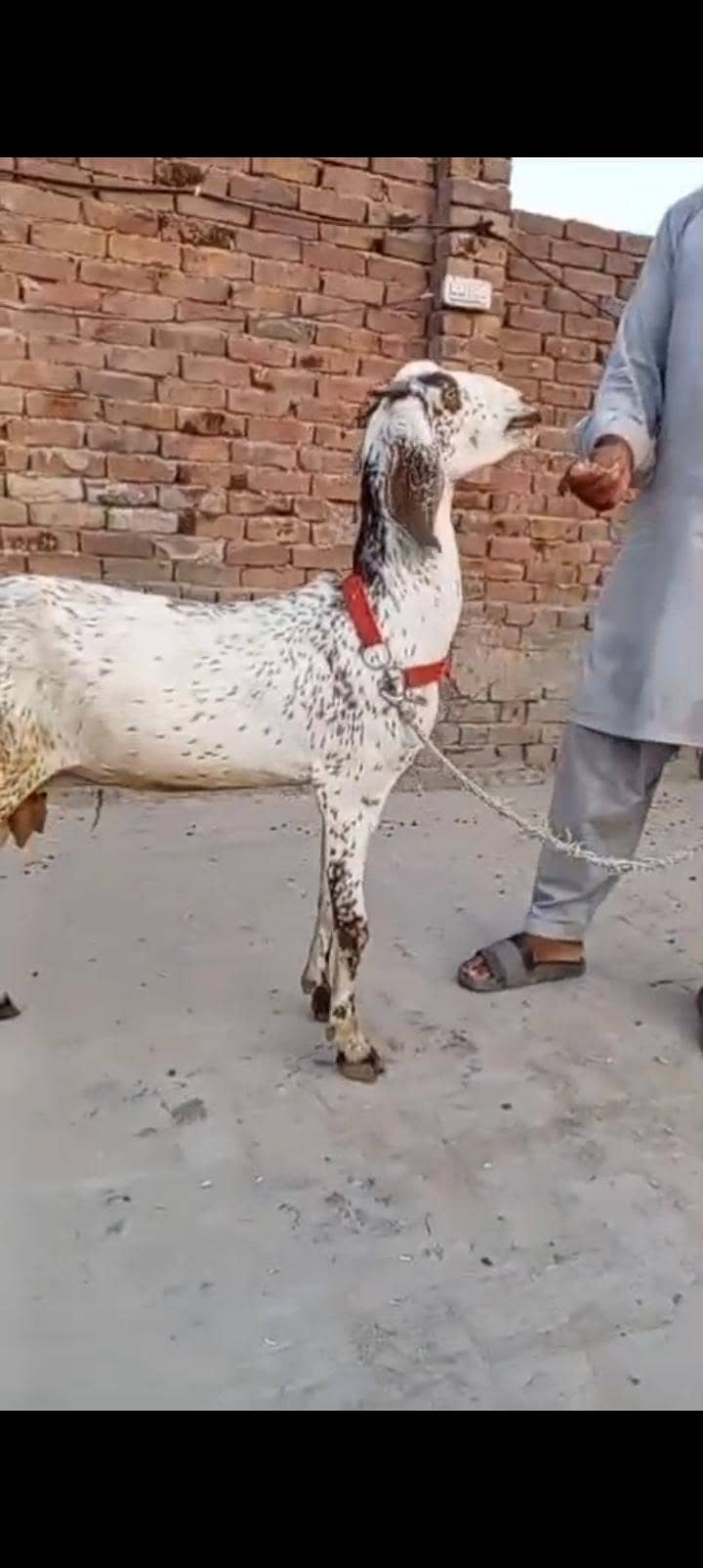makkhi chini Patha 4