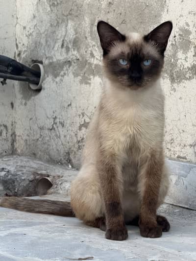 Siamese Male Adult Cat for Adoption