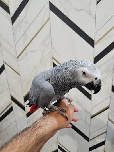 African grey parrot for sale 29 month age Whatsapp no 03291198929