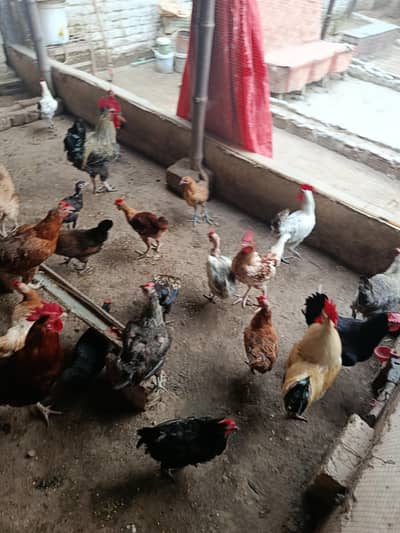 hens ghar ki hai feed ki nhi fresh first year egg dye Rahi