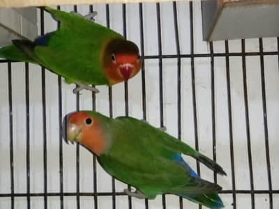 Breader Pair For sale 2,000 only