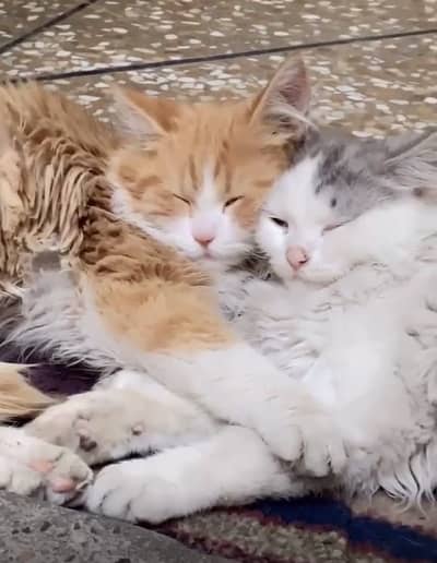 2 cats hai WhatsApp 03115546539