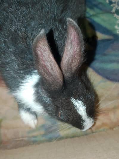 This rabbit is very good