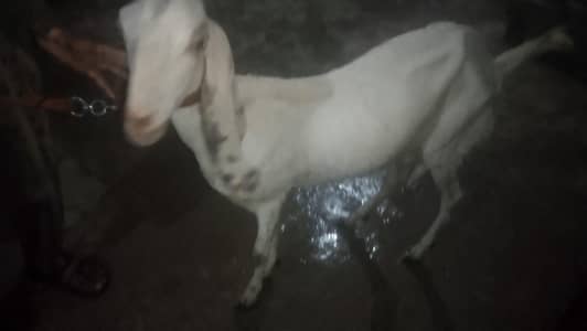 White beautiful milky Goat with female path
